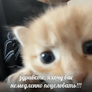 😚 здравсте, я хочу вас немедленно поцеловать!!! ลูกแมว, แมว, น่ารัก, สัตว์, จูบ, ข้อความ telegram sticker