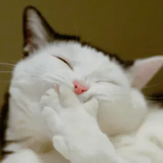 🤭 chat, animal, animal de compagnie, blanc, noir, mignon whatsapp sticker