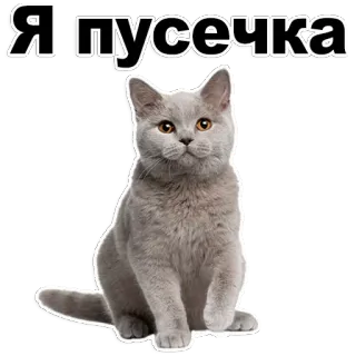 😊 Я пусечка gato, animal de estimação, animal, fofo, adesivo, gatinho whatsapp sticker