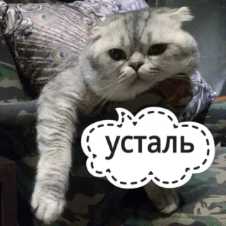 😞 усталь gatto, russo, stanco, adesivo whatsapp sticker