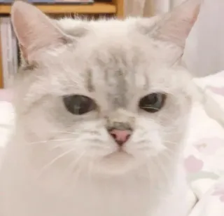 😒 кот, милый, животное, домашнее животное, домашний, кошачий telegram sticker