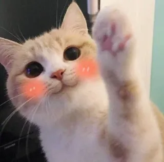 ☺️ gatto, carino, animale, animale domestico, gattino, che saluta, zampa telegram sticker