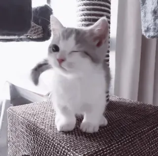 🤍 猫, 小猫, 可爱, 动物, 宠物, 眨眼 telegram sticker