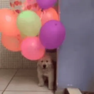 🎈 perro, globos, cachorro, lindo, animal, mascota telegram sticker