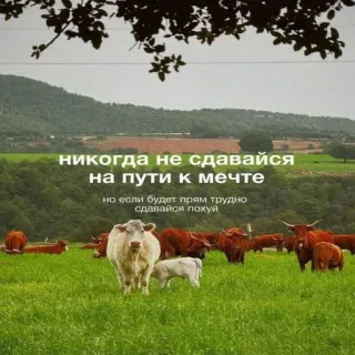 👍 НИКОГДА не сдавайся на пути к мечте
но если будет прям трудно сдавайся похуй Vacas, Hierba, Paisaje, Animales, Ganado telegram sticker