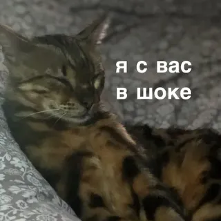 🤯 Я с вас в шоке แมว, สัตว์, รัสเซีย, ตกใจ telegram sticker