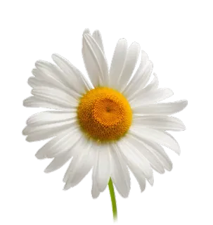 🌸 Blume, Gänseblümchen, weiß, Natur, Blumenmuster whatsapp sticker