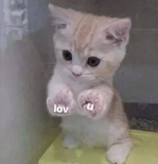 😂 lov u chat, chaton, amour, mignon, animal, animal de compagnie telegram sticker