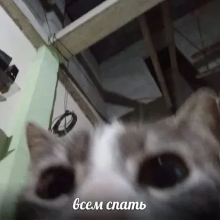 😴 всем спать kucing, tidur, rusia, meme telegram sticker