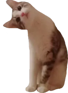❓ gato, animal, lindo, meme, mascota, divertido telegram sticker