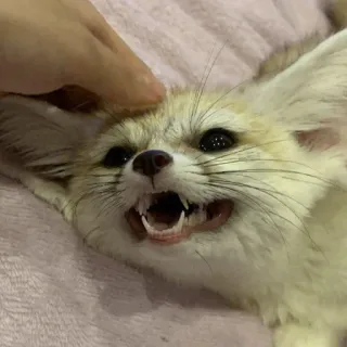 🦊 whatsapp sticker