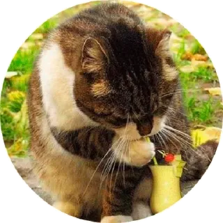 😝 chat, animal, mignon, mammifère, animal de compagnie telegram sticker