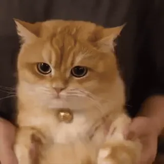 π kucing, anak kucing, hewan, peliharaan, imut, domestik telegram sticker