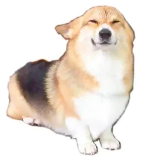 🤠 corgi, cachorro, animal, animal de estimação, fofo, feliz telegram sticker