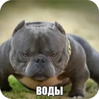 🐶 ВОДЫ telegram sticker