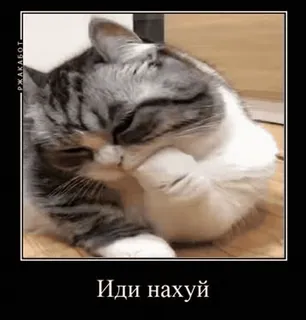 🌟 Иди нахуй cat, offensive, russian, meme telegram sticker