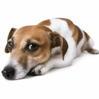 😟 dog, animal, pet, puppy, mammal, domestic animal telegram sticker