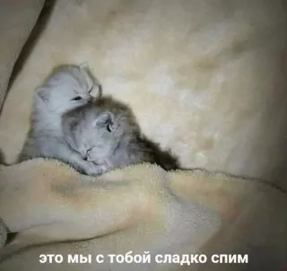 🎀 это мы с тобой сладко спим cats, kittens, sleeping, cute, animals whatsapp sticker