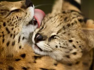 👅 Serval, Katzen, Lecken, Zärtlich, Tiere, Wildtiere, Raubkatzen whatsapp sticker