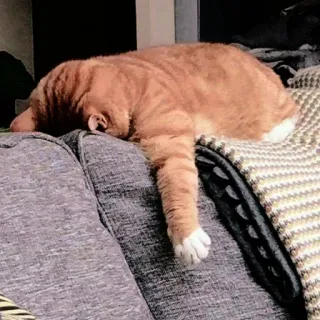 ☁️ gato, durmiendo, sofá, naranja, mascota, perezoso telegram sticker