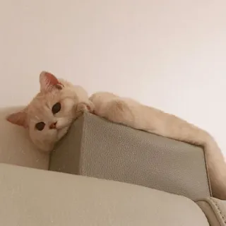 🐱 kot, zwierzę, zwierzę domowe, słodki, domowy, koci telegram sticker