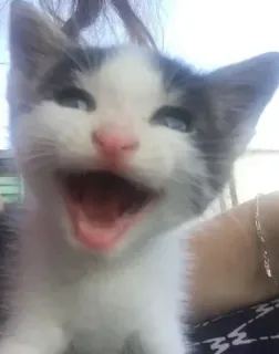 😄 Katze, Kätzchen, süß, Tier, Haustier, glücklich, häuslich telegram sticker