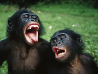 🐵 scimmie, scimmie, animali, fauna selvatica telegram sticker
