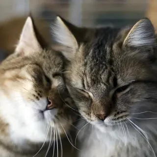 😍 Katze, Katzen, Tier, Haustier, zahm, Freundschaft telegram sticker