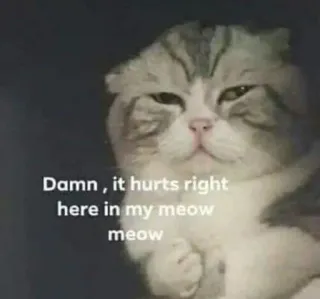 😯 Damn , it hurts right here in my meow meow telegram sticker