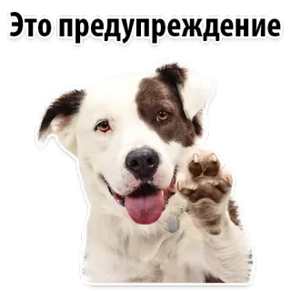 😐 Это предупреждение dog, warning, cute, animal, pet telegram sticker
