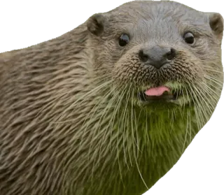 😛 wydra, zwierzę, słodkie, dzika przyroda telegram sticker