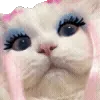 🐱