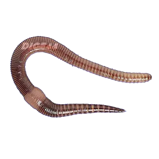 🪱 worm, animal, nature, earthworm, invertebrate telegram sticker
