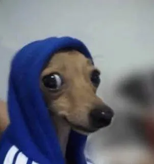 😶 perro, sudadera con capucha, animal, mascota, gracioso, lindo telegram sticker