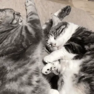 ๐ผ katten, slapen, dieren, huisdieren, schattig telegram sticker