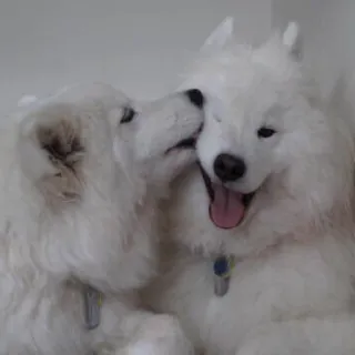 😽 cane, cucciolo, samoiedo, bianco, carino, animale domestico, animale telegram sticker