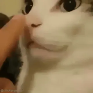 🤣 cat telegram sticker