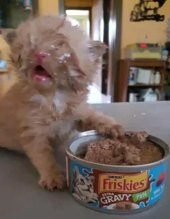 🌟 Friskies EXTRA GRAVY Pâté gato, gatinho, comida, Friskies, animal de estimação, animal, patê telegram sticker