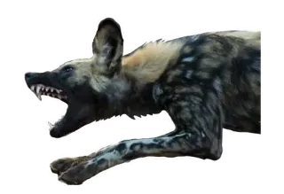 🦈 Lycaon, Zwierzę, Pies, Dzikie zwierzęta, Mięsożerca, Drapieżnik, Zęby telegram sticker
