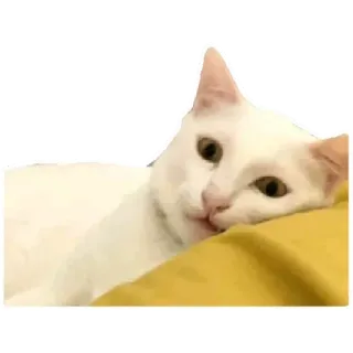 😸 cat, pet, animal, white cat, domestic animal telegram sticker