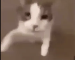 🐾 猫, 动物, 宠物, 可爱, 家养, 猫科动物 whatsapp sticker