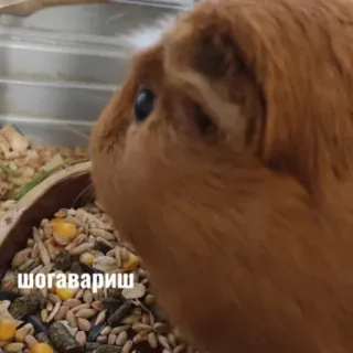 🤪 шогавариш cochon d'Inde, animal, animal de compagnie, mignon, rongeur telegram sticker