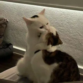 🦷 Katze, Umarmung, Haustier, Tier, süß, liebevoll whatsapp sticker