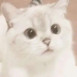 🥓 кот, котенок, милый, животное, питомец, домашний telegram sticker