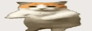 🌟 cat, dancing, meme, funny, animal telegram sticker
