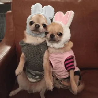 🍫 chiens, animaux, chihuahua, animaux de compagnie, oreilles de lapin, costumes whatsapp sticker