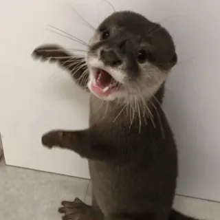 🥳 loutre, animal, mignon, loutre de mer, faune telegram sticker
