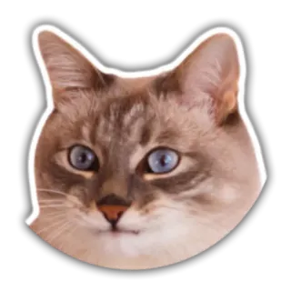 😟 gato, animal, mascota, mamífero, animal doméstico, pegatina whatsapp sticker