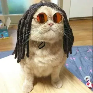 🤓 chat, dreadlocks, lunettes de soleil, animal de compagnie, animal, mignon whatsapp sticker