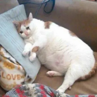 ☂ LOVE cat, sad, couch, pillow, meme, cute whatsapp sticker